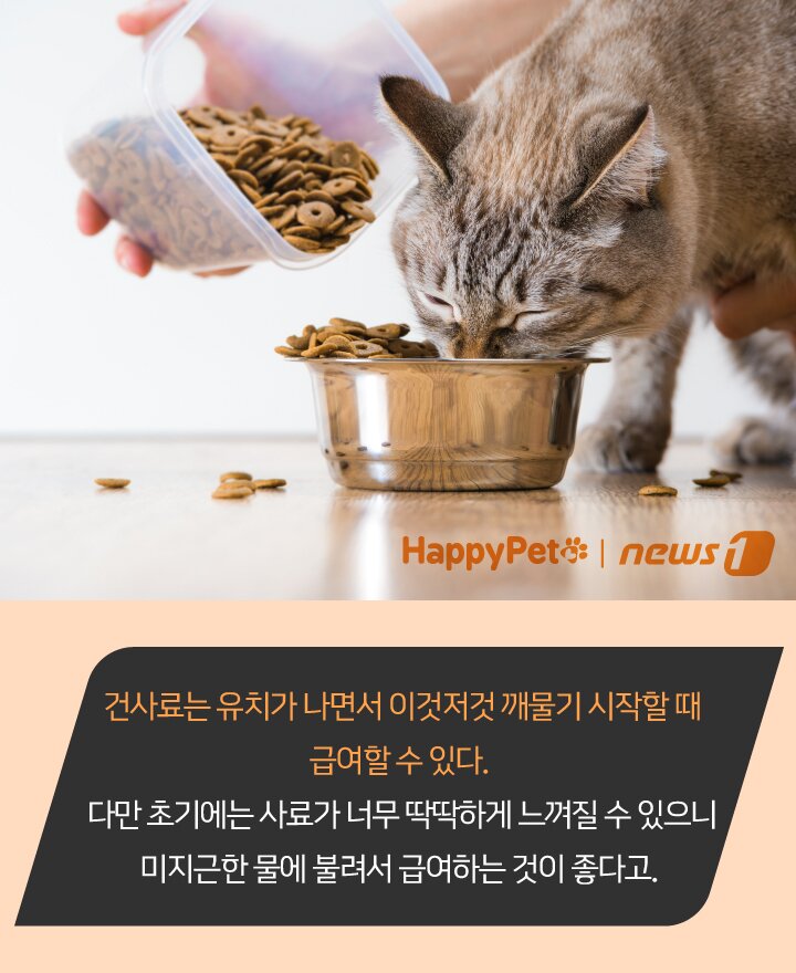 본문 이미지 - 펫카드 ⓒ 뉴스1