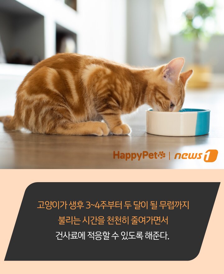 본문 이미지 - 펫카드 ⓒ 뉴스1