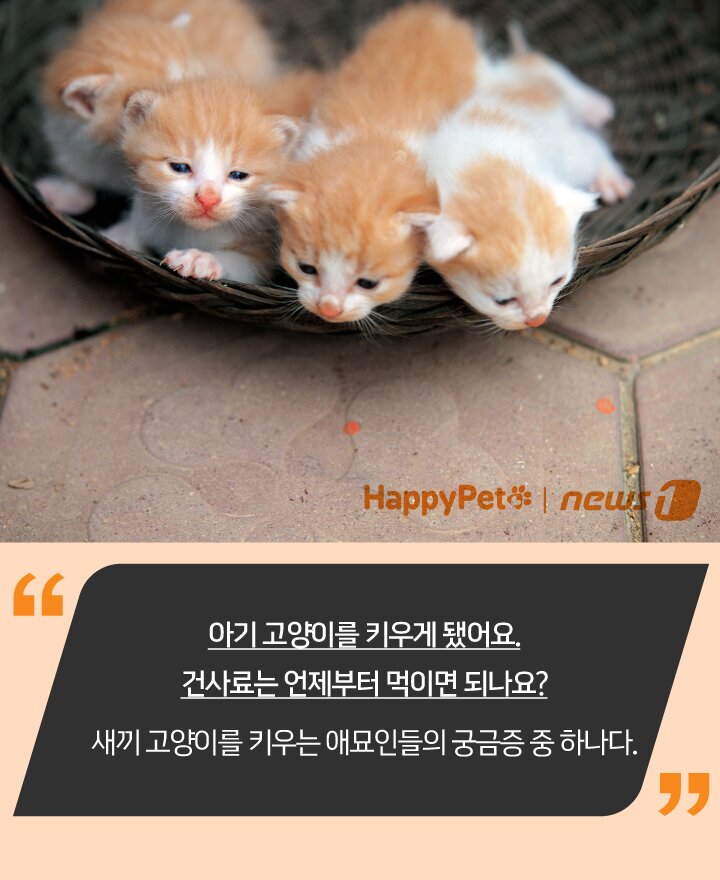 본문 이미지 - 펫카드 ⓒ 뉴스1