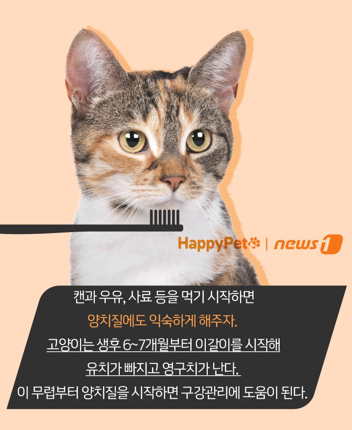 본문 이미지 - 펫카드 ⓒ 뉴스1