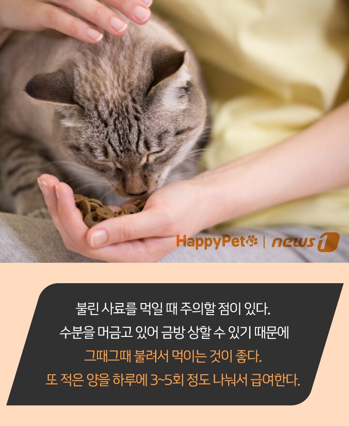 본문 이미지 - 펫카드 ⓒ 뉴스1