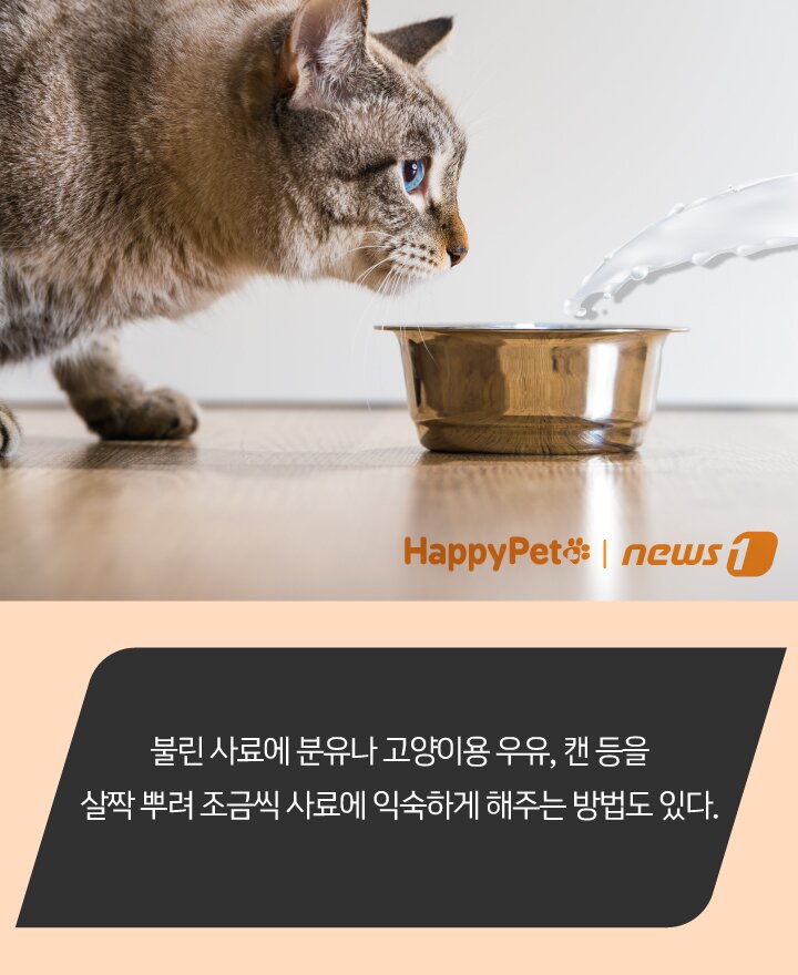 본문 이미지 - 펫카드 ⓒ 뉴스1