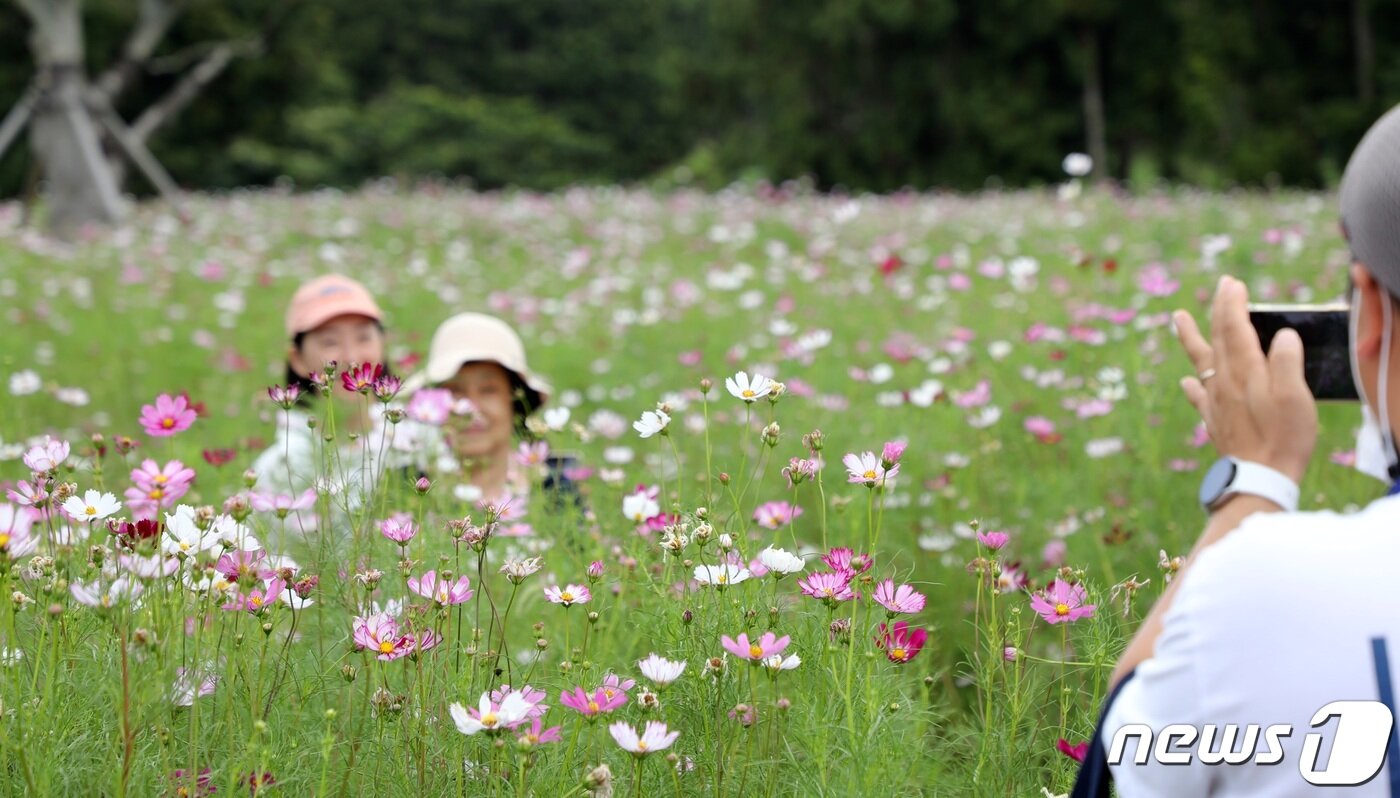 본문 이미지 - 폭염특보와 열대야로 연일 무더운 날씨를 보이는 가운데 절기상 '처서(23일)'를 이틀 남겨둔 21일 오후 제주시 항파두리 인근 코스모스밭에서 방문객들이 사진을 찍으며 즐거운 시간을 보내고 있다.2022.8.21/뉴스1 ⓒ News1 고동명 기자