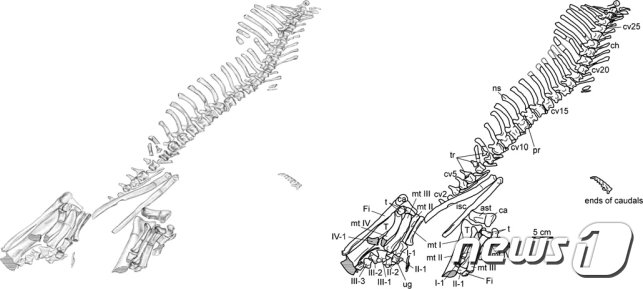 본문 이미지 - 코리아 케라톱스 해부학적 설명