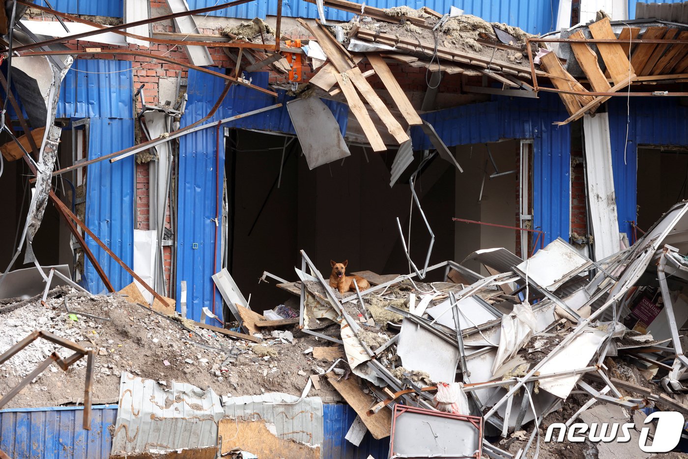 본문 이미지 - 21일&#40;현지시간&#41; 우크라이나 도네츠크의 바크무트에서 러시아 군의 포격을 받아 아수라장 된 쇼핑몰에 강아지가 앉아 있다. ⓒ 로이터=뉴스1 ⓒ News1 우동명 기자