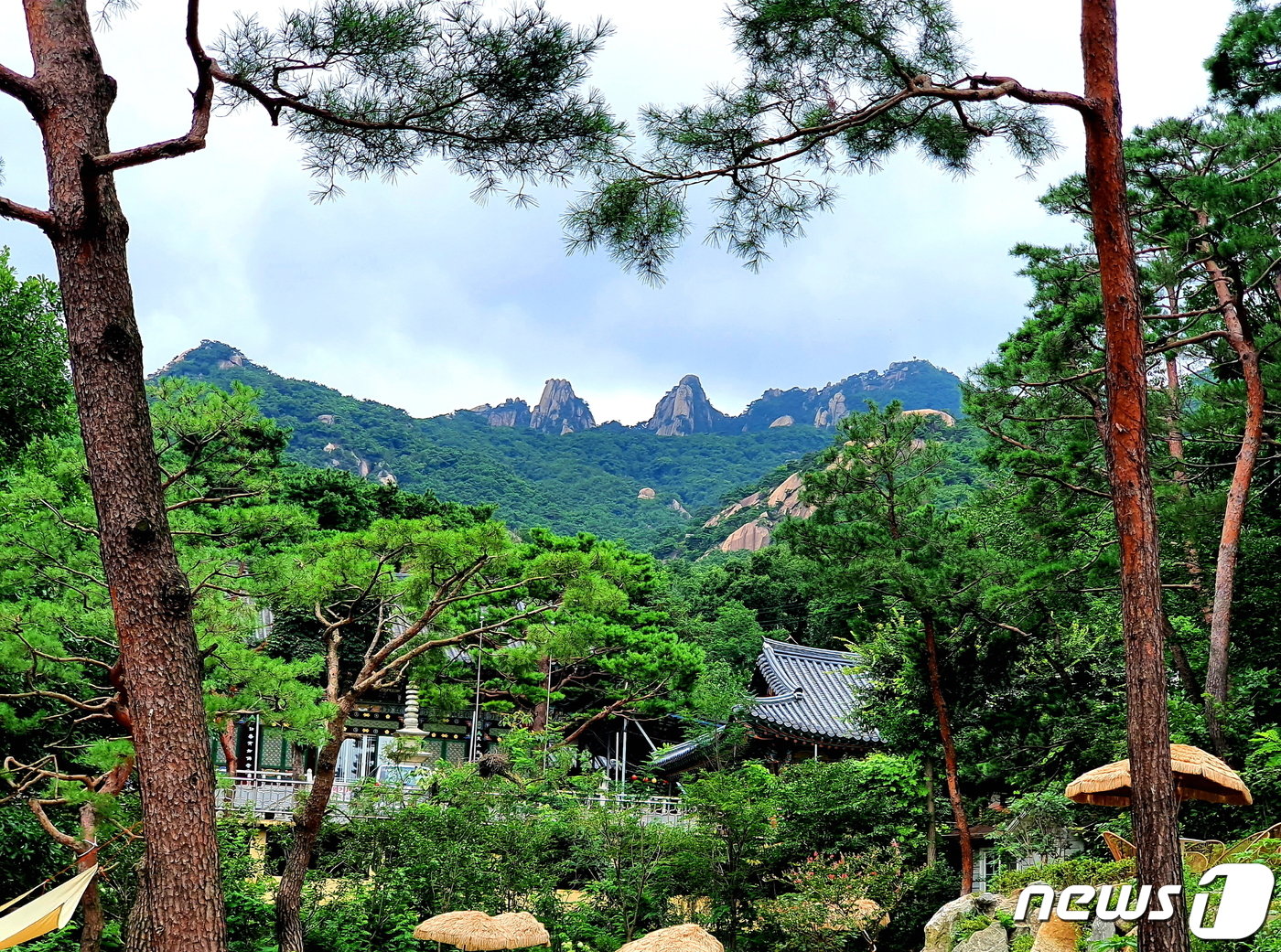 본문 이미지 - 원도봉계곡으로 올라가는 도로 옆 카페의 정원에서 바라본 도봉산 풍경. 가운데 선인봉-만장봉과 자운봉