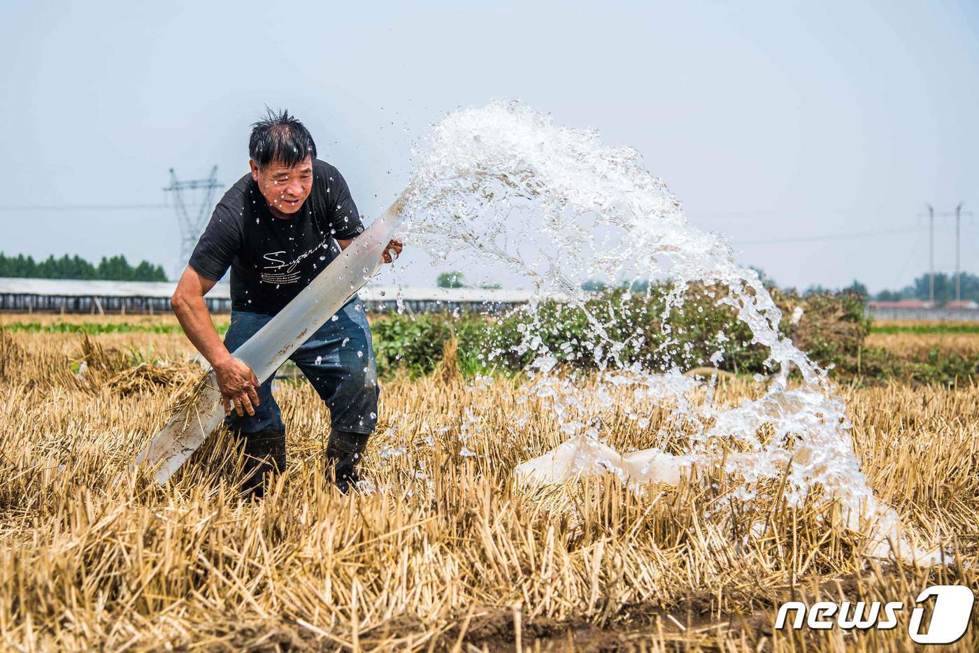 본문 이미지 - 중국이 기록적인 폭염으로 몸살을 앓고 있는 가운데, 한 농부가 밭에 물을 대고 있다. ⓒ AFP=뉴스1 ⓒ News1 이서영 기자