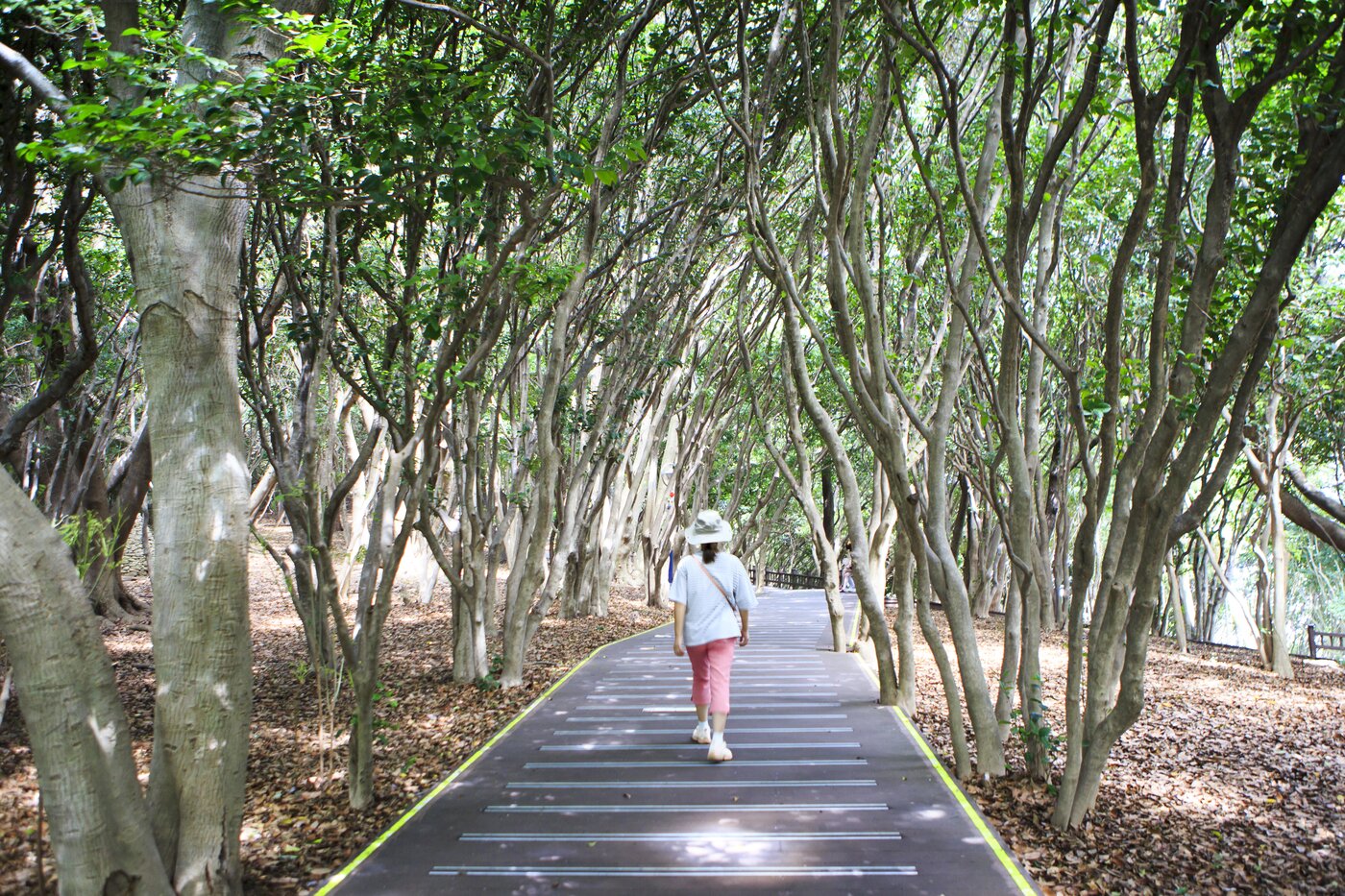 본문 이미지 - 동백나무 군락 사이를 걷는 오동도 산책길(한국관광공사 제공)