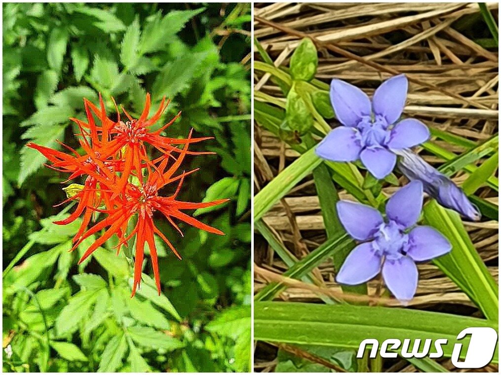 용늪의 야생화. 왼쪽은 제비의 꼬리처럼 꽃잎이 갈라진 제비동자꽃. 오른쪽은 비로용담. 용담&#40;龍膽&#41;은 뿌리가 용의 쓸개처럼 쓰다는 뜻이고, 비로용담은 금강산 비로봉에서 자라는 용담이라는 이름이다. 사진 장금만