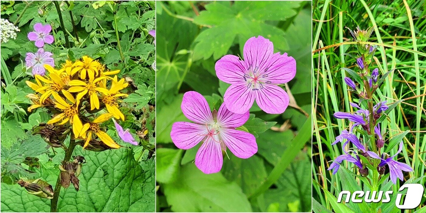 용늪의 야생화. 왼쪽부터 곰취, 이질풀, 숫잔대. 곰취는 넓은 잎이 곰의 발자국을 닮아서, 또는 곰이 잘 먹는 나물&#40;취&#41;이라는 이름이다. 이질풀은 이질의 치료에 쓰이는 풀이라는 뜻으로, 잎 모양이 쥐의 손처럼 생겨서 쥐손이풀이라고도 한다. 숫잔대는 잔대보다 거칠게 보인다는 뜻, 또는 습지에 사는 습잔대가 변화된 이름이다