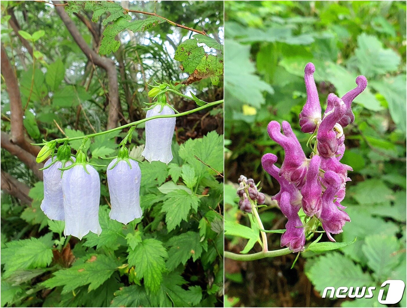 본문 이미지 - 대암산 야생화. 왼쪽 금강초롱꽃, 오른쪽 진범. 금강초롱꽃은 금강산에서 처음 발견된 우리나라 특산종이다. 그러나 일제강점기 때 일본 학자에 의해 하나부사야 아시아티카 나까이(Hanabusaya asiatica Nakai)라는 왜색 학명이 붙어 슬프다. 진(秦)범은 중국에서 불렀던 이름을 잘못 표기한 것으로, ‘오독도기’라는 순우리말도 있다