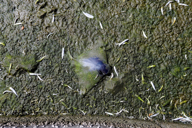 [사진] 생태계를 파괴하는 녹조