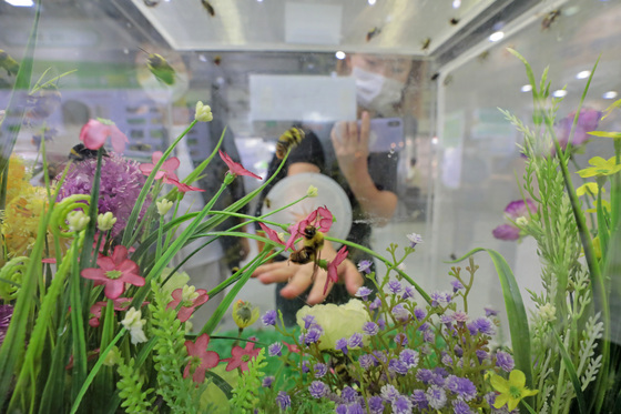 꽃가루 옮기는 '뒤영벌' 베트남에 수출…농진청, 사육혁신으로 기반 마련