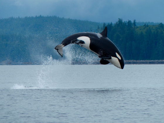 높이 뛰어오르는 범고래. 북태평양을 마주하고 있는 브리티시컬럼비아 주는 북미 최고의 고래 관찰 투어 명소다(Destination BC 제공)© 뉴스1
