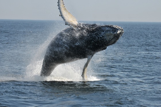 웨일루트에서 관측된 혹등고래(Bonjour Québec 제공)© 뉴스1