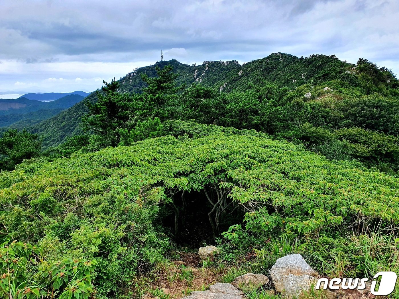 본문 이미지 - 숲터널. 가까워진 도솔봉을 향해 예덕나무 숲터널로 들어선다 ⓒ 뉴스1