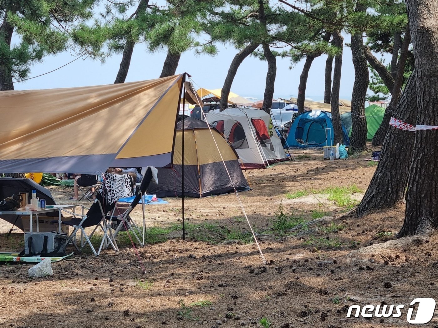 여름 휴가철 성수기인 6일 강원 강릉 사천해변 인근 솔밭에 피서객이 쳐놓은 텐트가 줄지어 있다. 2022.8.6/뉴스1 ⓒ News1 윤왕근 기자