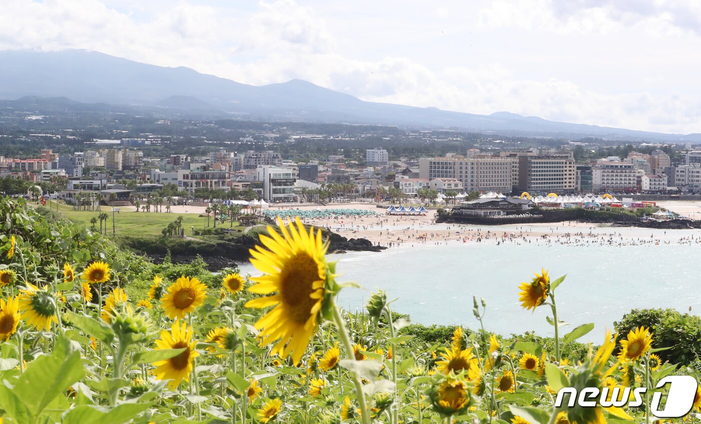 본문 이미지 - 제주시 조천읍 서우봉에 활짝 핀 해바라기 뒤로 함덕해수욕장에서 물놀이를 즐기는 피서객들이 보이고 있다. /뉴스1