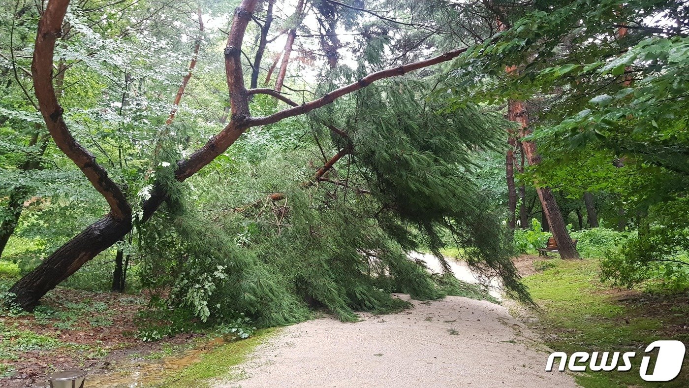 본문 이미지 - 선릉과 정릉 내 쓰러진 소나무. (문화재청 제공) ⓒ 뉴스1