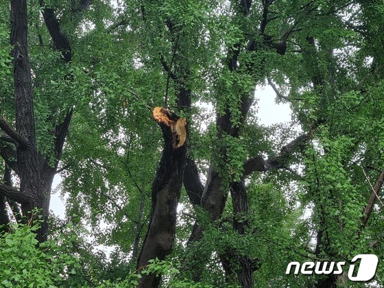 8일부터 내린 폭우로 가지가 부러진 천연기념물 '서울 문묘 은행나무' (문화재청 제공)© 뉴스1