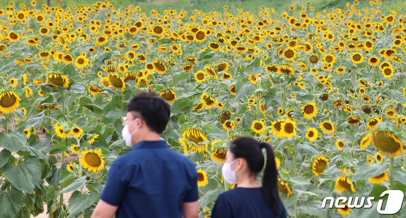 본문 이미지 - 남부지역에 찜통더위가 이어진 9일 오후 경북 경산시 하양읍 대부잠수교 인근 금호강 둔치에는 활짝 핀 해바라기가 물폭탄이 쏟아져 큰 피해를 입은 수도권과 전혀 다른 분위기를 연출하고 있다. 2022.8.9/뉴스1 ⓒ News1 공정식 기자