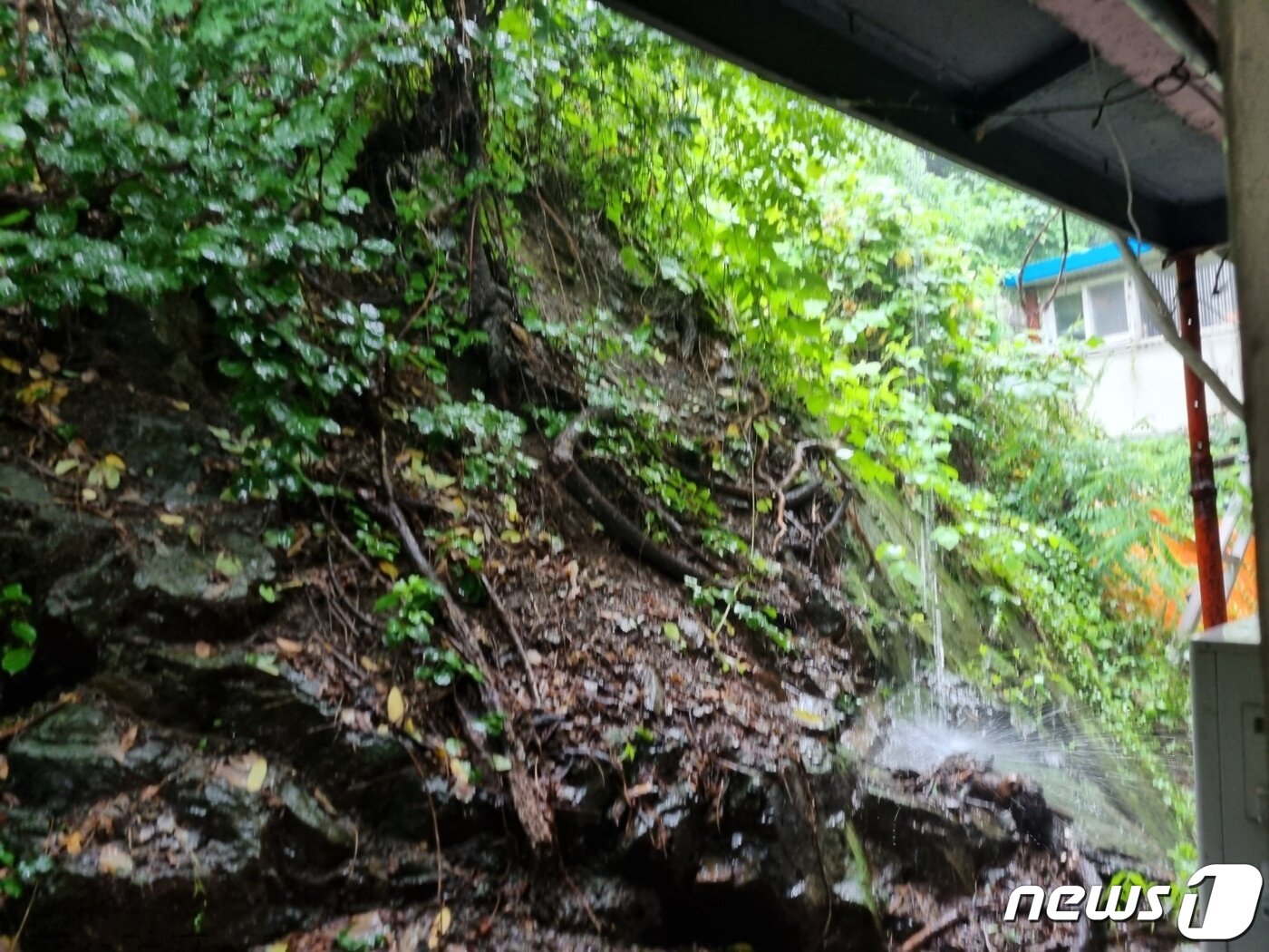 본문 이미지 - 남양주시 퇴계원읍 신하촌마을 뒷산. 나무가 뿌리를 드러내고, 자갈이 흘러내리고 있다. ⓒ 뉴스1