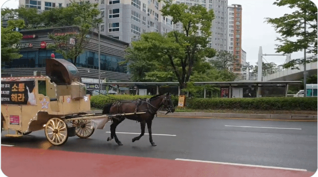 본문 이미지 -  8월 29일 판교역 일대에서 우마무스메 이용자들이 1인 마차 시위를 진행했다. (영상 출처 트위터) 