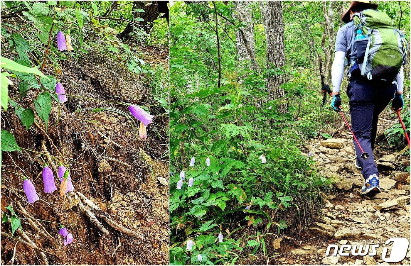 본문 이미지 - 금강초롱꽃 길. 한계령에서 서북능선까지 내내 길을 밝혀주는 ‘가장 한국적인 이름’의 야생화.