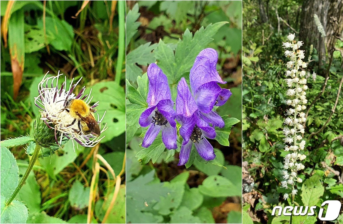 본문 이미지 - 서북능선의 야생화들. 왼쪽 정영엉겅퀴의 꿀을 빨아먹고 있는 좀뒤영벌, 가운데 투구처럼 생긴 투구꽃, 오른쪽 촛대처럼 생긴 촛대승마.