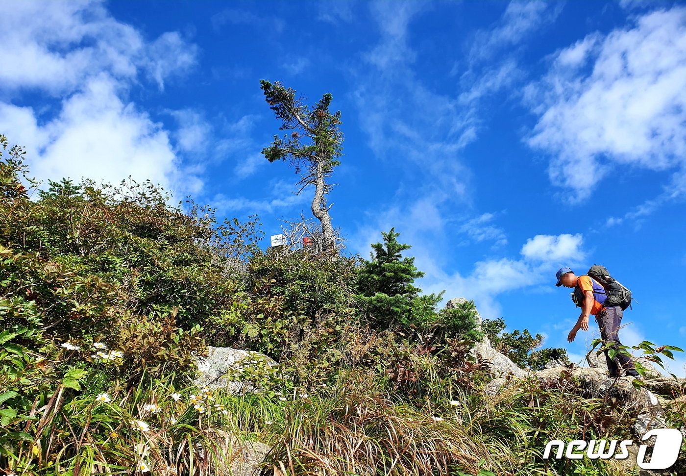 본문 이미지 - 끝청봉. 뾰족한 정상에 분비나무 한 그루가 뾰족하다. 바위 틈틈에 핀 구절초의 청초한 흰빛이 여긴 완연한 가을임을 알리고 있다.