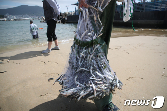 "와이래 많노"…힌남노 영향에 '멸치 천국' 된 부산 해수욕장 - Vimarsana News