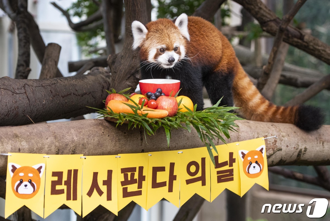 (서울=뉴스1) = 에버랜드가 '세계 레서판다의 날'(9월 셋 째주 토요일)을 이틀 앞둔 15일 판다월드에 사는 레서판다 '레시'의 귀여운 모습을 공개했다. (에버랜드 제공) 20 …