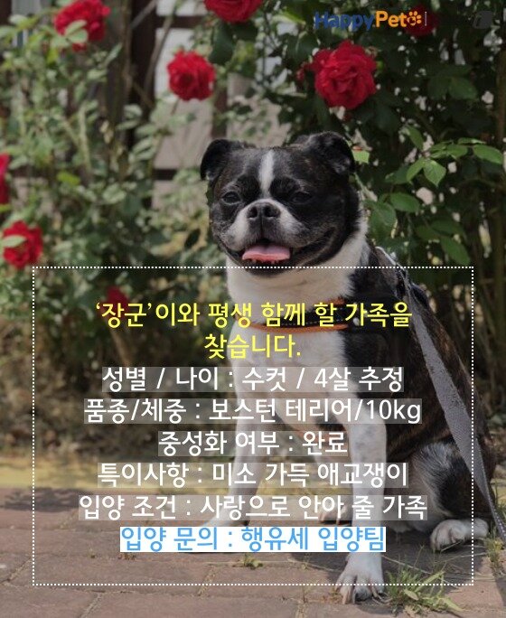 본문 이미지 -  펫카드(카드뉴스 제작툴_tyle.io)