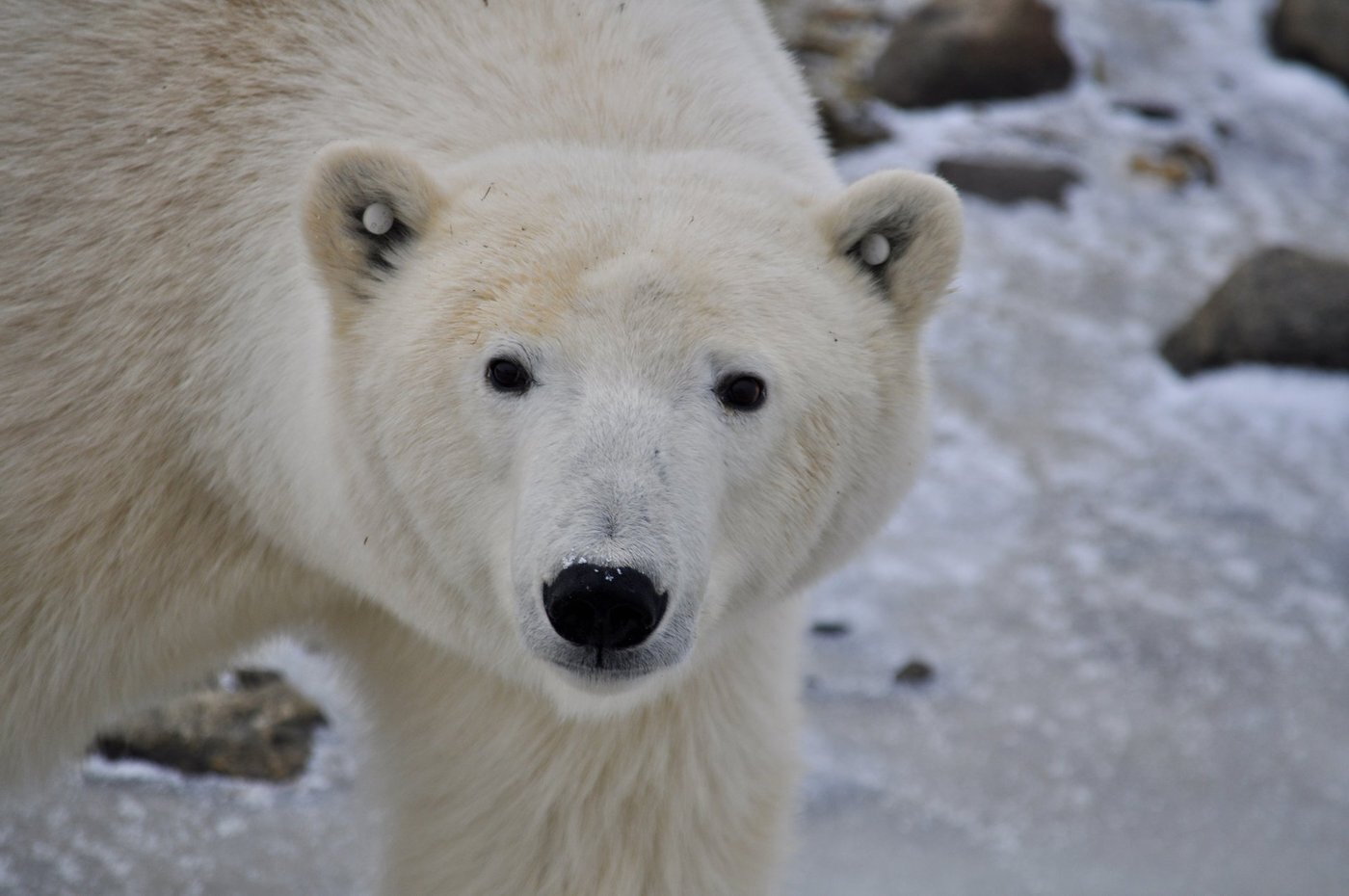 본문 이미지 - 북극곰 관찰여행(트래블 마니토바 제공)