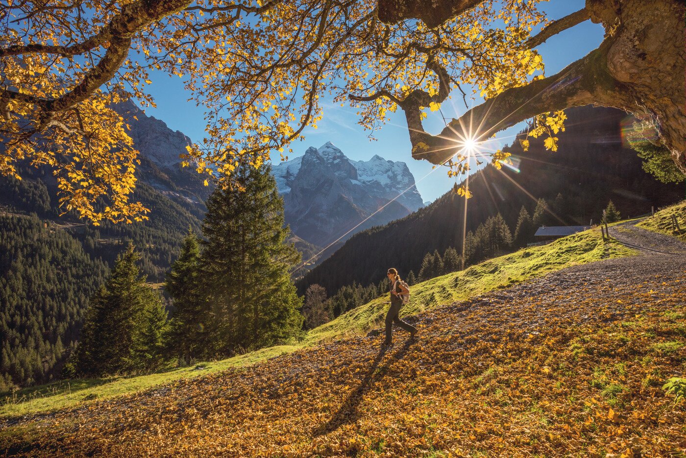 본문 이미지 - 융프라우 지역 하이킹으로 닿는 슈바르츠발트알프(스위스정부관광청 제공)