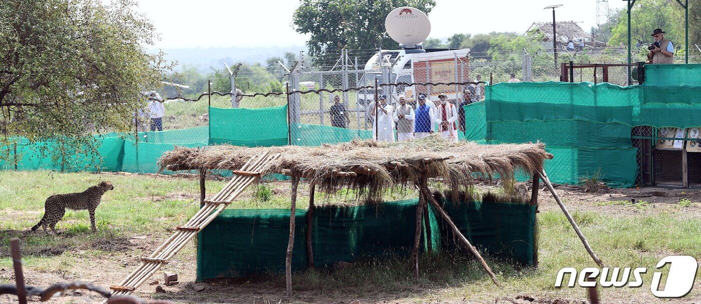 본문 이미지 - 인도가 17일 나렌드라 모디 총리 주재 하에 나미비아에서 들여온 치타 8마리를 국립공원에 야생방사했다. 치타는 처음 한 달간 격리 시설에 머문 뒤 완전한 야생생활을 시작하게 된다. 2022. 9. 17. ⓒ 로이터=뉴스1 ⓒ News1 최서윤 기자