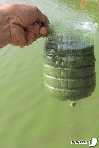 본문 이미지 - 대청호와 합수지점인 옥천군 군북면 지오리 서화천에서 한 주민이 녹조가 확산한 물을 받아 보여주고 있다. /뉴스1 