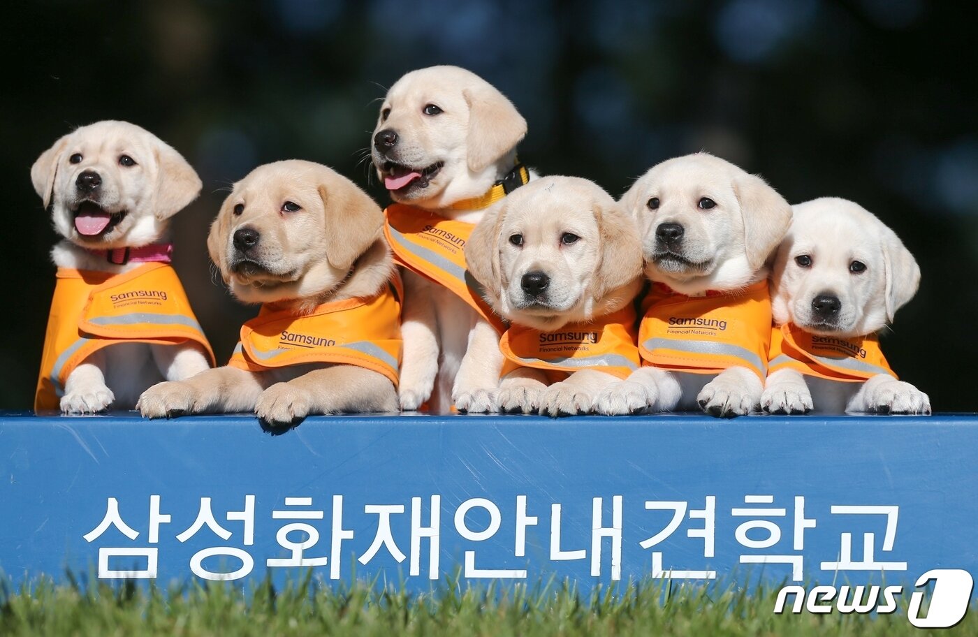 본문 이미지 - 퍼피워킹을 앞둔 생후 6주된 예비 안내견(삼성 제공)