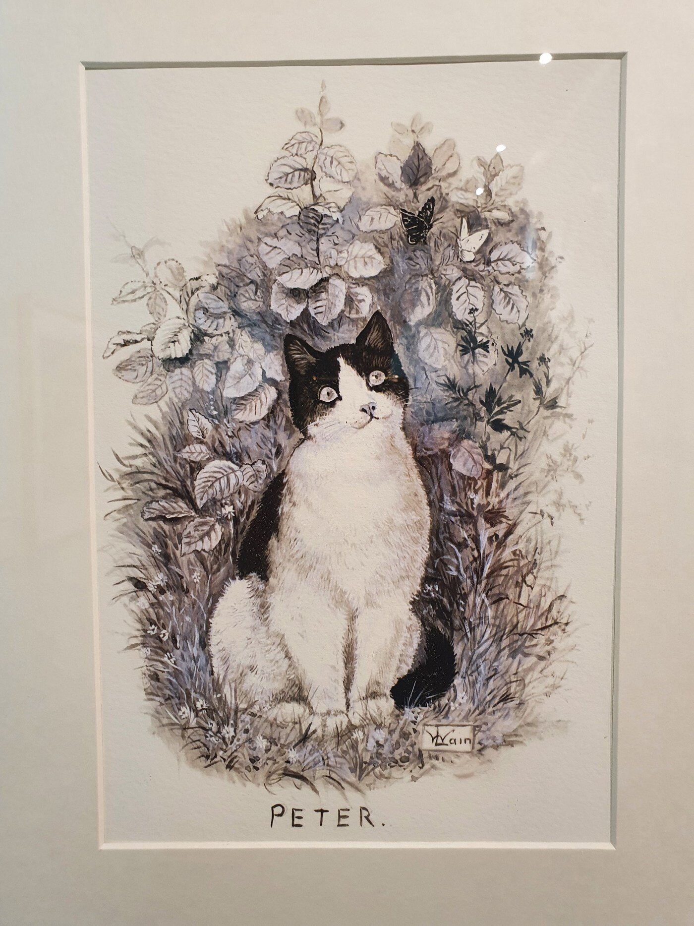 본문 이미지 - 루이스 웨인이 그린 '피터' / 사진출처=조성관 작가 