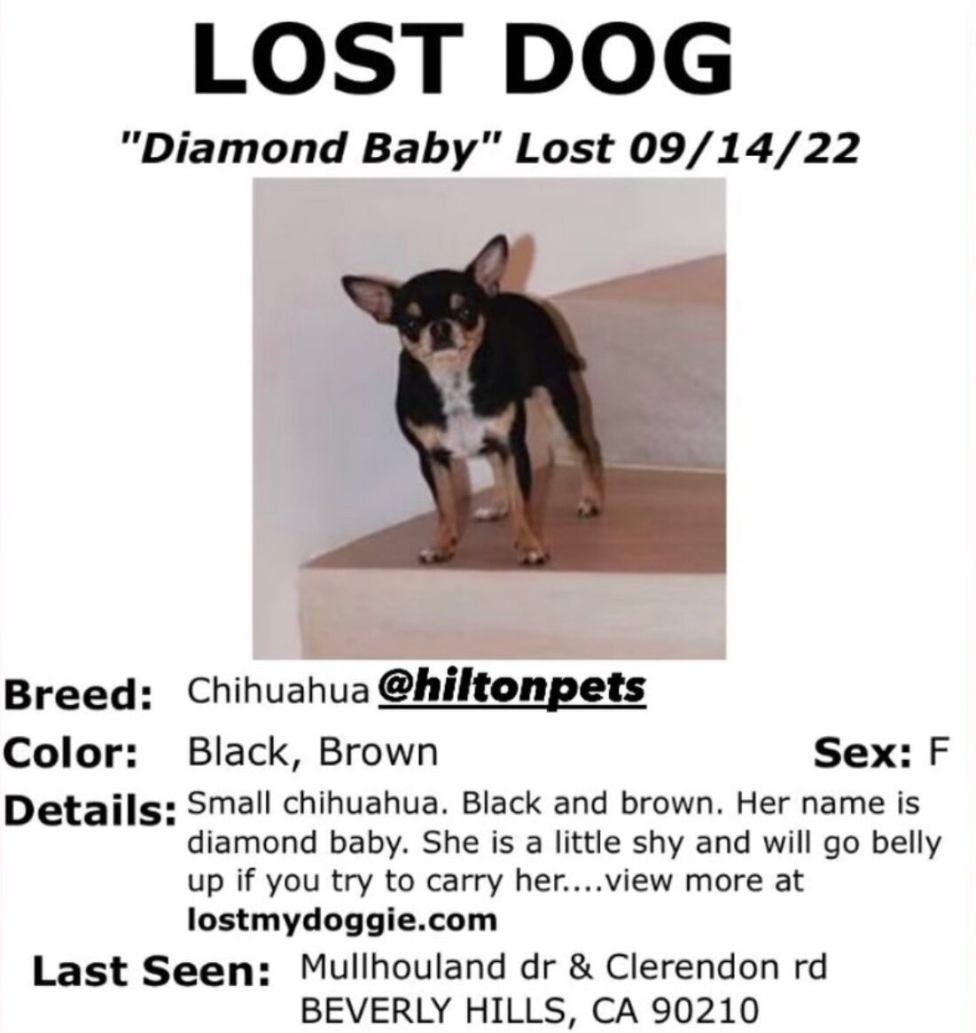 본문 이미지 - 패리스 힐튼은 반려동물 전용 SNS를 운영할 정도로 그의 반려견에 대한 사랑이 큰 것으로 알려졌다. (인스타그램)