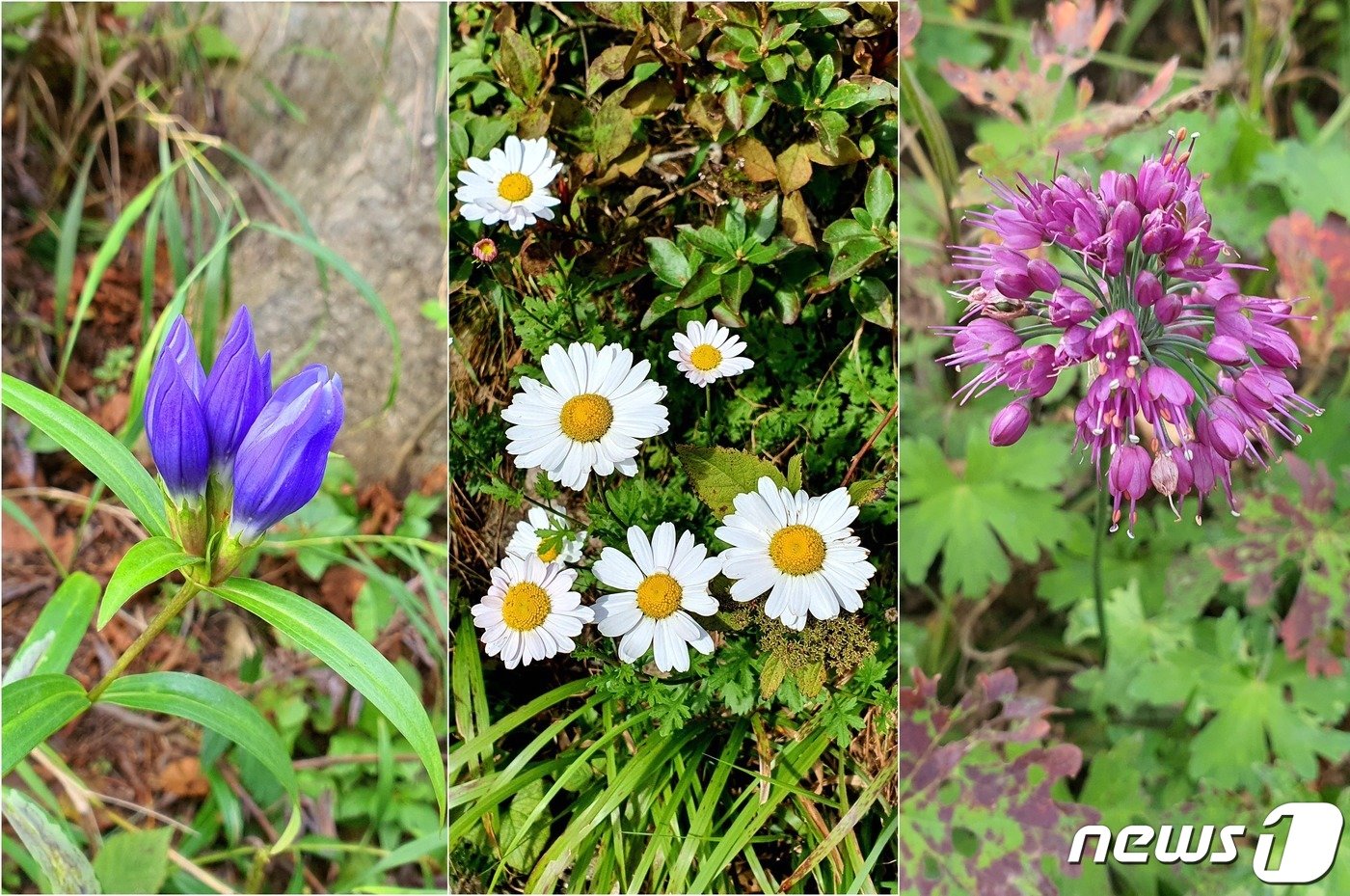 본문 이미지 - 중청과 소청에서 만난 야생화. 왼쪽은 과남풀(칼잎용담). 약효가 좋아 부처를 의미하는 관음풀(觀音草)로 부르다 변형된 이름이다. 가운데 구절초(九節草)는 음력 9월 9일이 되면 줄기의 마디가 9개가 된다는 이름뜻이다. 오른쪽은 산부추. 사투리로 정구지라 부른다.