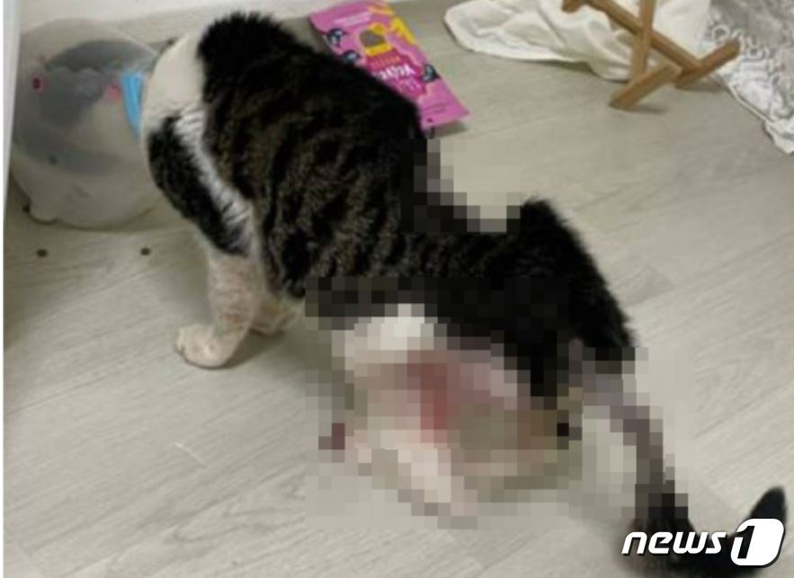 본문 이미지 - 학대당한 고양이 (온라인 커뮤니티 캡처)
