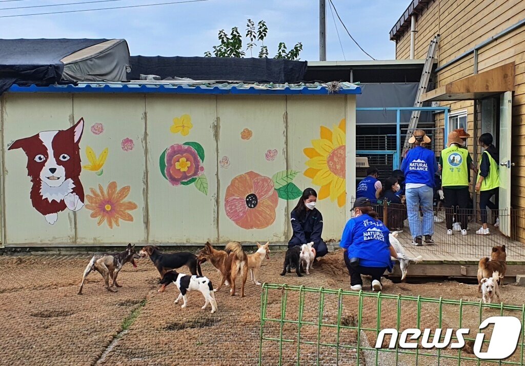 본문 이미지 - 경기도수의사회와 내추럴발란스 블루엔젤봉사단은 18일 경기 용인시 내 행강 동물보호소에서 봉사활동을 진행했다. ⓒ 뉴스1 최서윤 기자