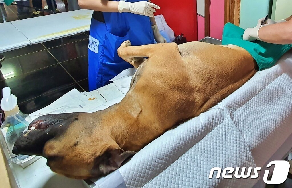 본문 이미지 - 경기도수의사회와 내추럴발란스 블루엔젤봉사단은 18일 경기 용인시 내 행강 동물보호소에서 봉사활동을 진행했다. ⓒ 뉴스1 최서윤 기자