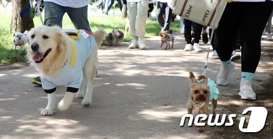 지난해 9월24일 오후 제주시 시민복지타운에서 열린 2022 제주반려동물문화축제에서 반려견과 견주들이 걷기 대회를 하고 있다.2022.9.24/뉴스1 © News1 고동명 기자