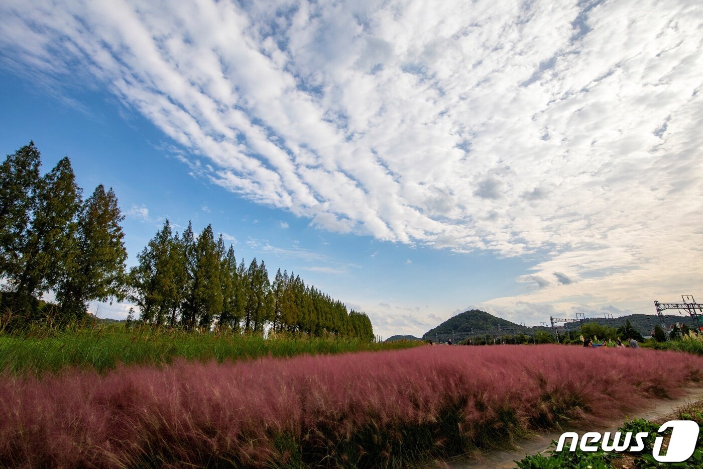 본문 이미지 - 세종시 민간정원 2호로 등록된 조치원읍 신안리의 '꽃밭에서' (세종시 제공)  / news1  