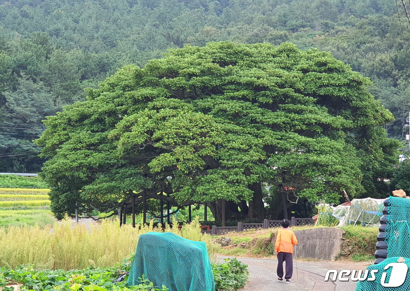 왕후박나무. 후박&#40;厚朴&#41;은 나무 모양이 꾸밈없이 수수하고, 껍질이 두텁다는 뜻이다. 남부지방의 바닷가와 산기슭에 많다.