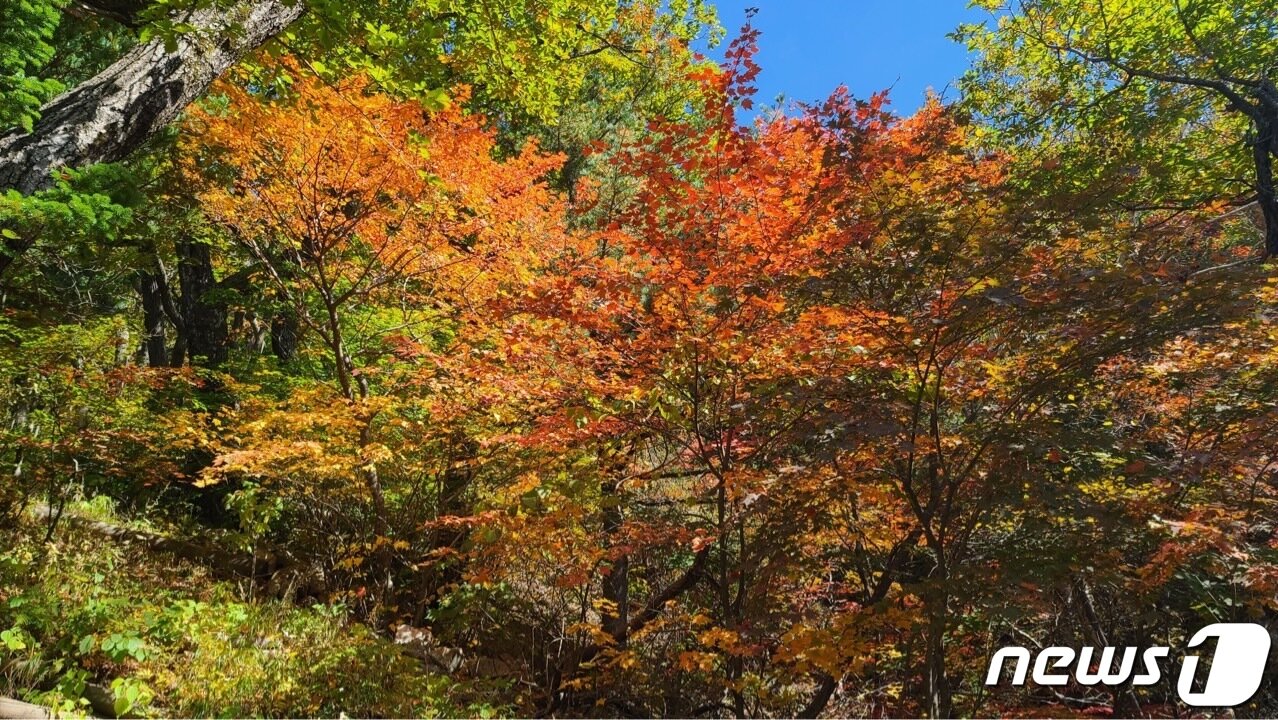 본문 이미지 - 29일 강원 설악산 중청대피소 인근에 단풍이 물들어 있다. 강원지방기상청은 설악산의 첫 단풍이 이날 시작됐으며 작년보다 하루 빠르고 평년보다 하루 늦은 수준이라고 밝혔다. (강원지방기상청 제공) 2022.9.29/뉴스1