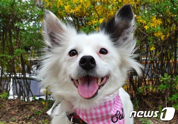 본문 이미지 - 경기도반려동물입양센터에서 보호 중인 강아지(경기도 제공) /뉴스1