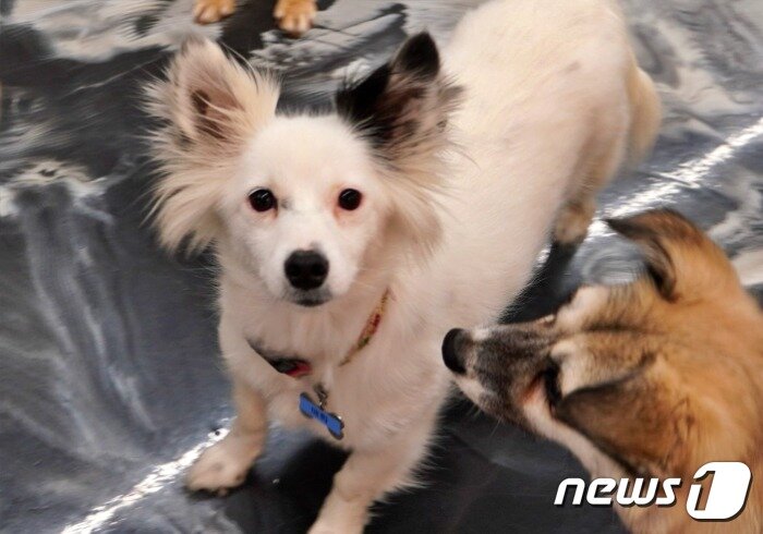 본문 이미지 - 경기도반려동물입양센터에서 보호 중인 강아지(경기도 제공) /뉴스1